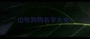 边牧狗狗名字大全
