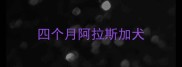 四个月阿拉斯加犬
