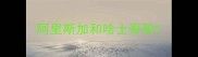 阿里斯加和哈士奇狼