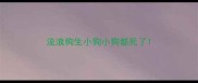 流浪狗生小狗小狗都死了