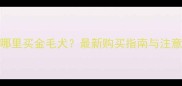 深圳哪里买金毛犬最新购买指南与注意事项
