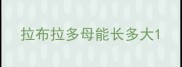 拉布拉多母能长多大