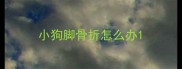 小狗脚骨折怎么办
