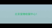 北京宠物收留中心