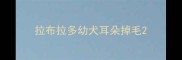 拉布拉多幼犬耳朵掉毛