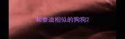 和泰迪相似的狗狗