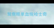 鸳鸯眼单血统哈士奇