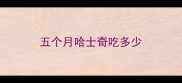 五个月哈士奇吃多少