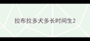 拉布拉多犬多长时间生