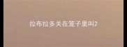 拉布拉多关在笼子里叫