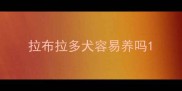 拉布拉多犬容易养吗
