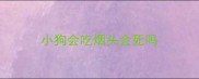 小狗会吃烟头会死吗