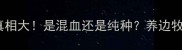 边牧海盗脸真相大是混血还是纯种养边牧必看避坑指南