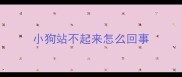 小狗站不起来怎么回事