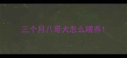 三个月八哥犬怎么喂养