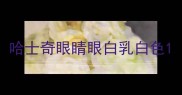 哈士奇眼睛眼白乳白色