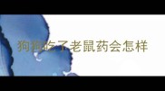 狗狗吃了老鼠药会怎样