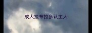 成犬拉布拉多认主人