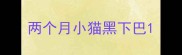 两个月小猫黑下巴