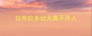 拉布拉多幼犬离不开人