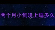 两个月小狗晚上睡多久