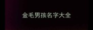 金毛男孩名字大全