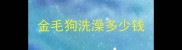 金毛狗洗澡多少钱