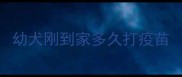 幼犬刚到家多久打疫苗