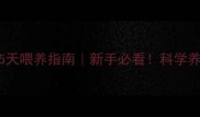 边境牧羊犬45天喂养指南新手必看科学养宠避免踩坑