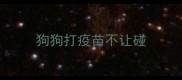狗狗打疫苗不让碰