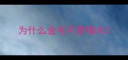 为什么金毛不爱喝水