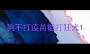 狗不打疫苗能打狂犬