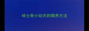 哈士奇小幼犬的喂养方法