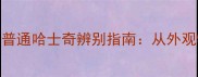 阿拉斯加哈士奇与普通哈士奇辨别指南从外观特征到饲养要点全