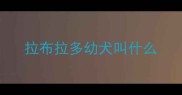 拉布拉多幼犬叫什么