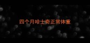 四个月哈士奇正常体重