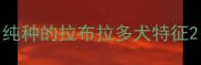 纯种的拉布拉多犬特征
