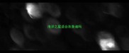 海洋之星适合灰泰迪吗