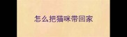 怎么把猫咪带回家