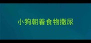 小狗朝着食物撒尿