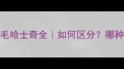 短毛vs长毛哈士奇全如何区分哪种更适合养