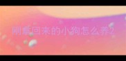 刚拿回来的小狗怎么养
