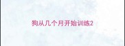狗从几个月开始训练