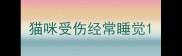 猫咪受伤经常睡觉