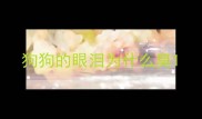 狗狗的眼泪为什么臭