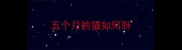 五个月的猫如何胖