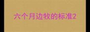 六个月边牧的标准