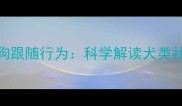 宠物行为学视角下的狗狗跟随行为科学解读犬类社交本能与主人依恋机制