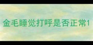 金毛睡觉打呼是否正常