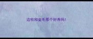 边牧和金毛那个好养吗